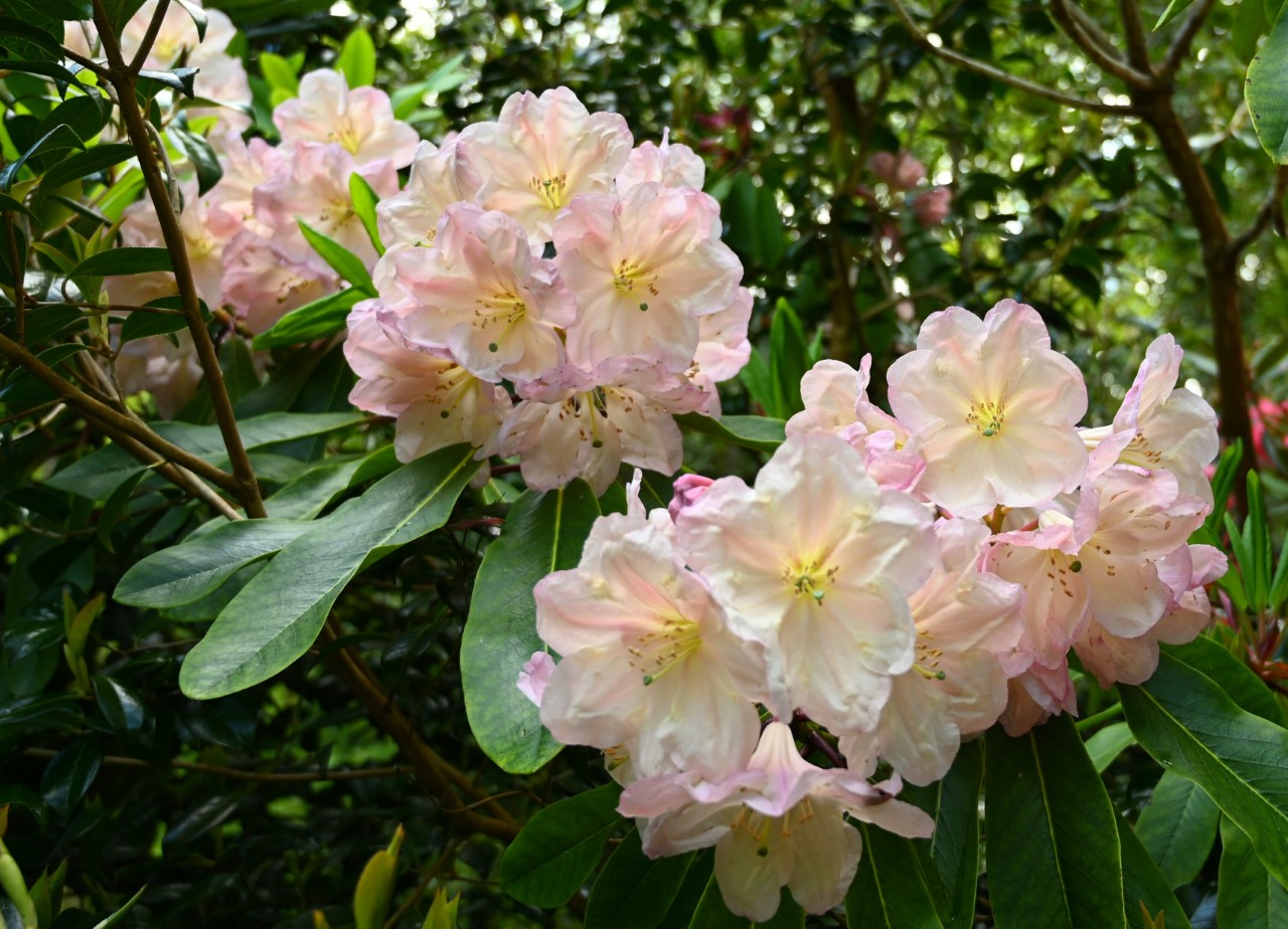 'Queen Souriya'